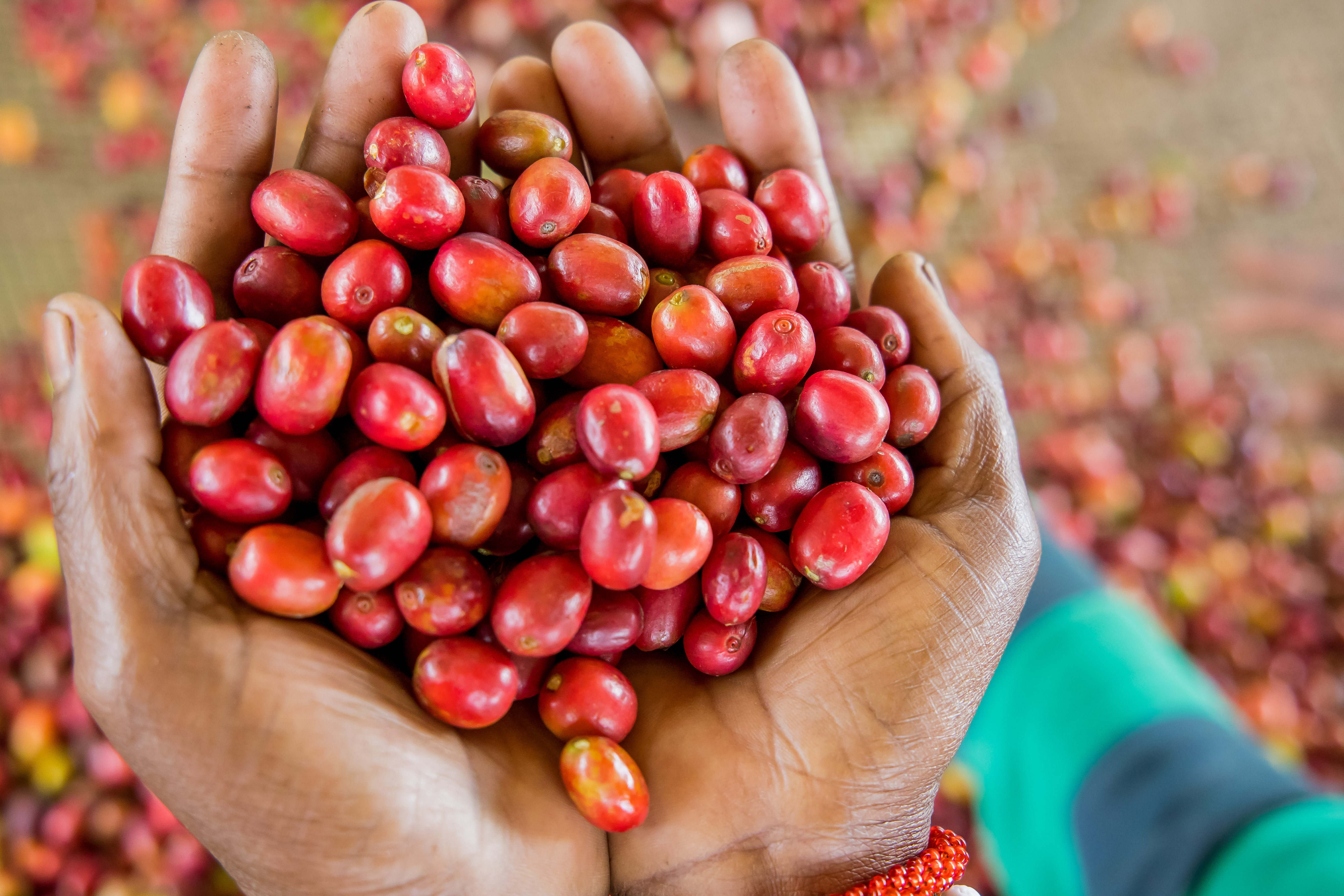 Coffee Beans